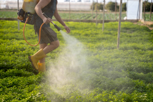 Wasp Removal Services in London, KY