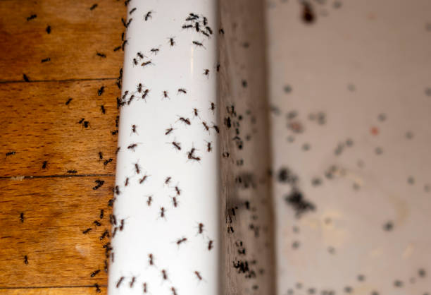 Best Best Pest Control Companies  in London, KY