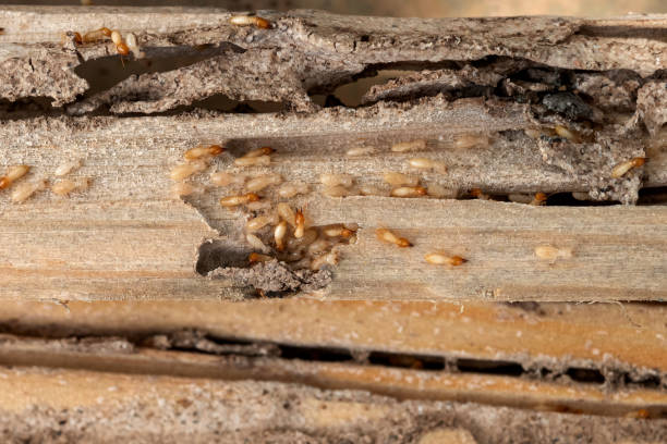 Best Local Pest Control Services  in London, KY