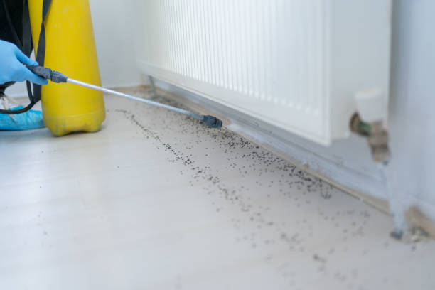 Best Affordable Pest Control Services  in London, KY