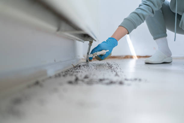 Best Flea Control Services  in London, KY